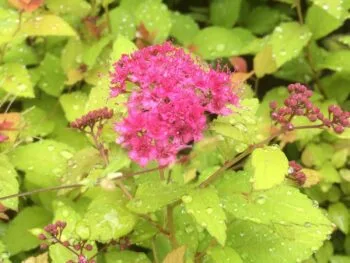 Spiraea japonica 'Magic Carpet'