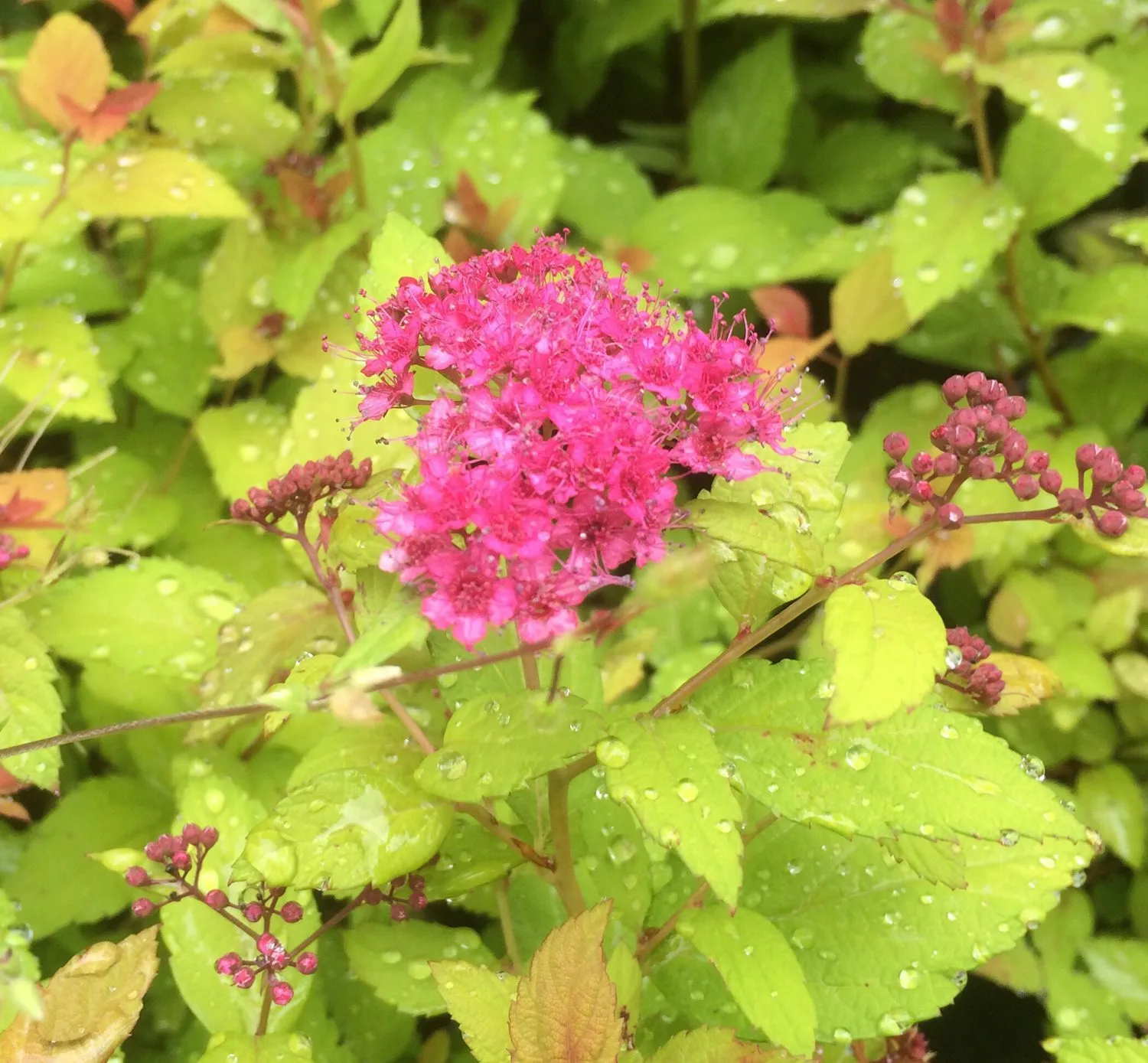 Spiraea japonica 'Magic Carpet'