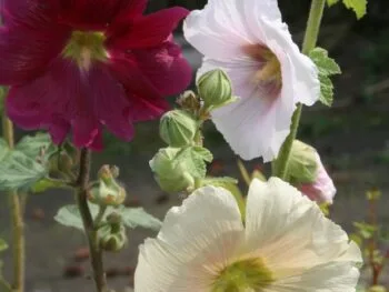 Alcea rosea (ficifolia)