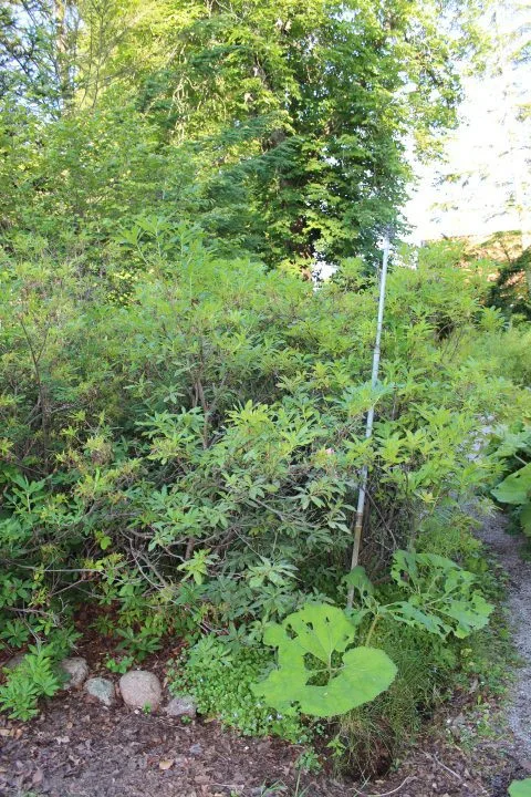Rhododendron luteum - Image 4