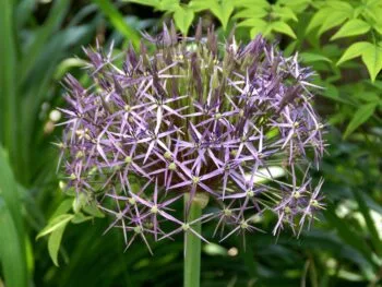 Allium christophii