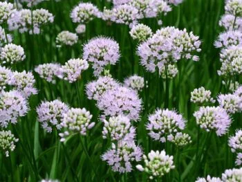 Allium angulosum 'Summer Beauty'