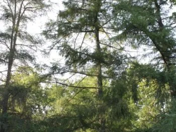 Larix decidua
