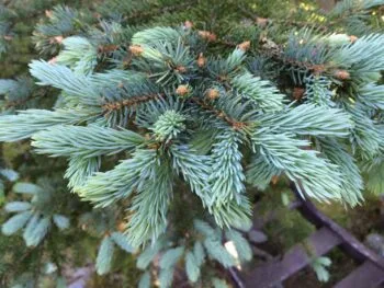 Picea pungens 'Glauca'