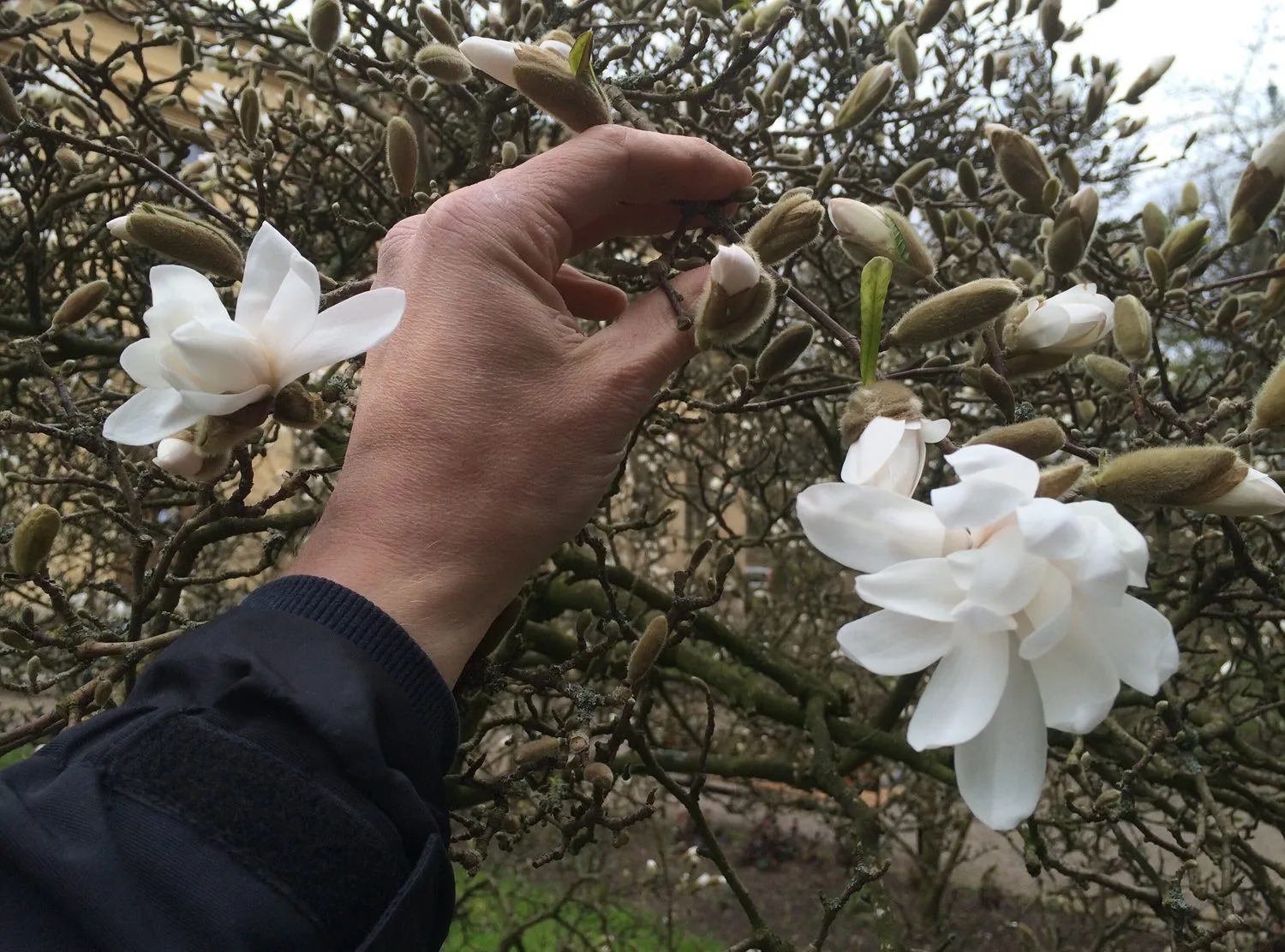 Magnolia stellata - Image 9
