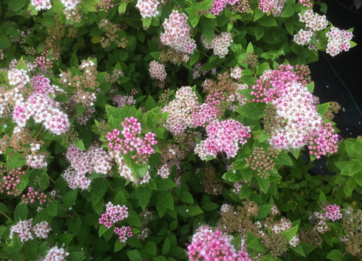 Spiraea japonica 'Little Princess' E - Image 5