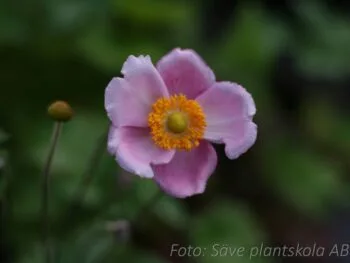 Anemone hybrida 'September Charm'