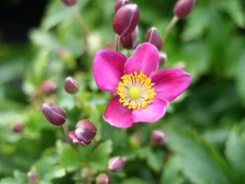Anemone hybrida 'Fantasy Red Riding Hood'