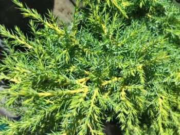 Juniperus x pfitzeriana 'Old Gold'