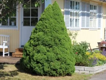 Picea glauca 'Conica'