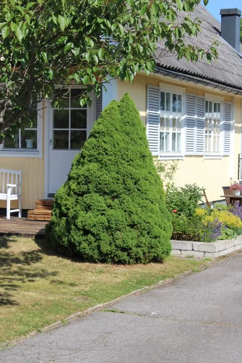 Picea glauca 'Conica'