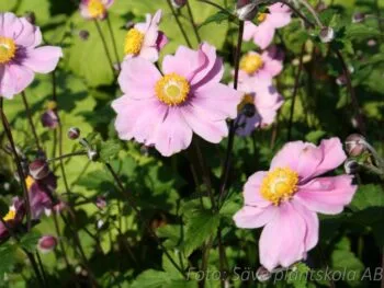 Anemone tomentosa 'Robustissima'