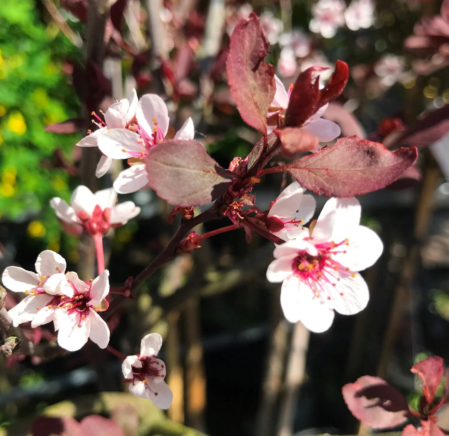 Prunus x cistena - Image 4