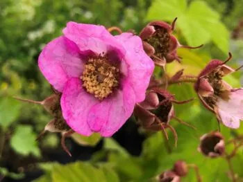 Rubus odoratus