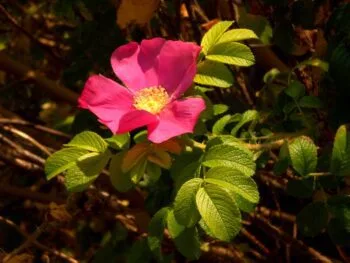 Rosa rugosa