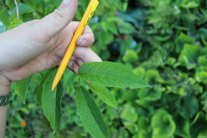 Prunus maackii - Image 8