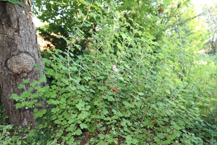 Ribes sanguineum 'Koja' Dafo