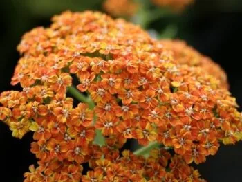 Achillea millefolium 'Terracotta'