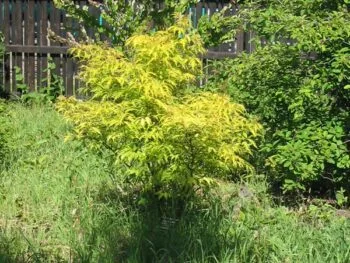 Sambucus racemosa (Flikbladiga gruppen) 'Sutherland Gold'