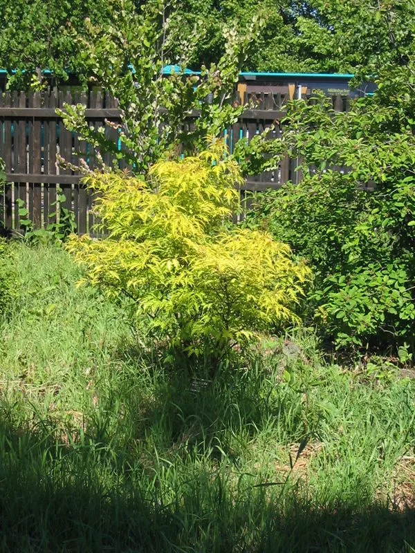 Sambucus racemosa (Flikbladiga gruppen) 'Sutherland Gold'