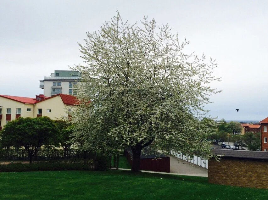 Prunus avium 'Plena'