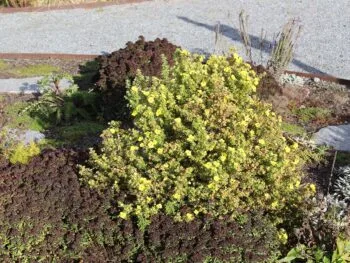 Dasiphora fruticosa 'Kobold'