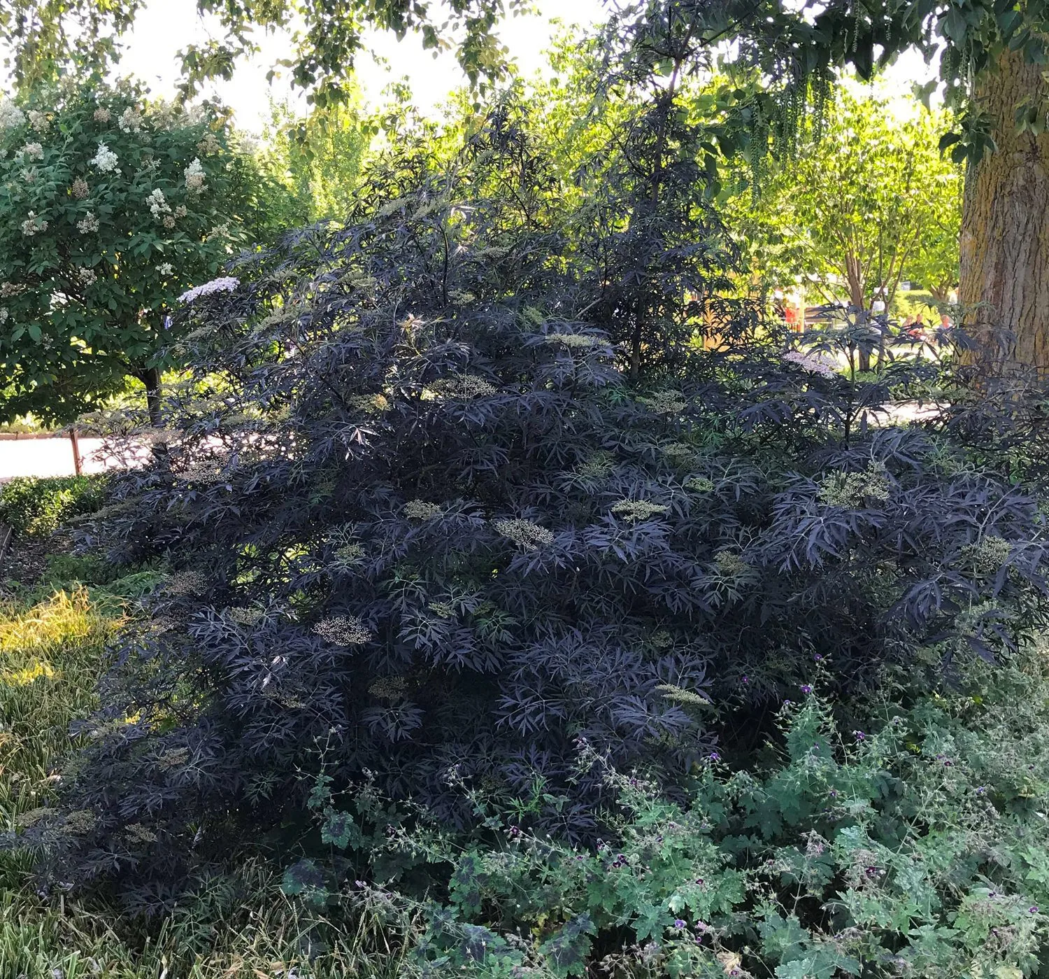 Sambucus nigra 'Black Lace' - Image 6