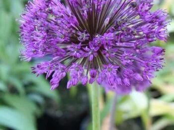 Allium aflatunense 'Purple Sensation'