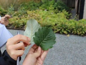 Sorbus incana E