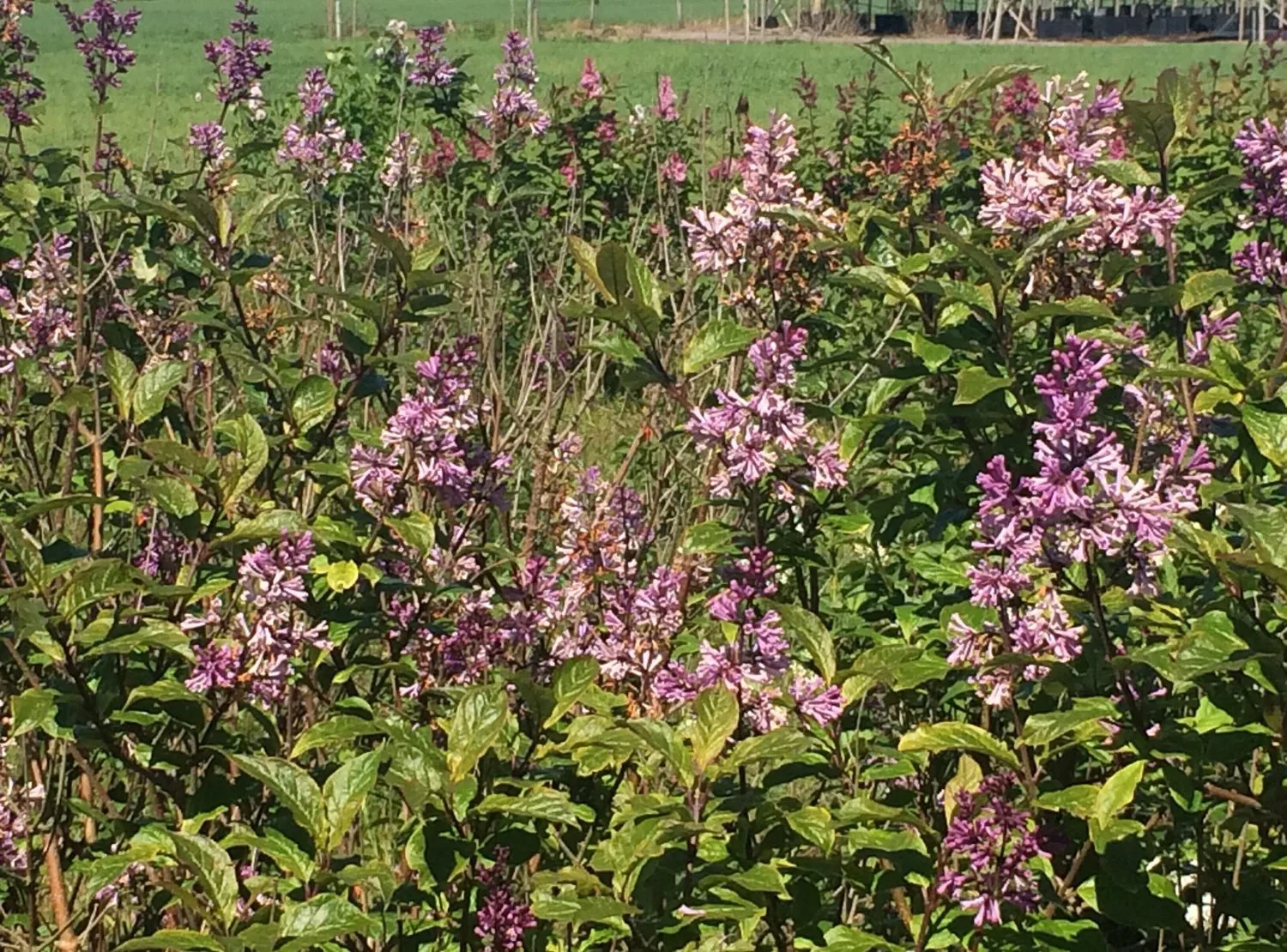Syringa josikaea 'Oden' E - Image 2