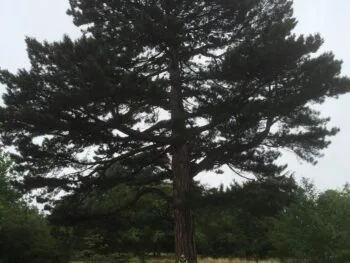 Pinus nigra