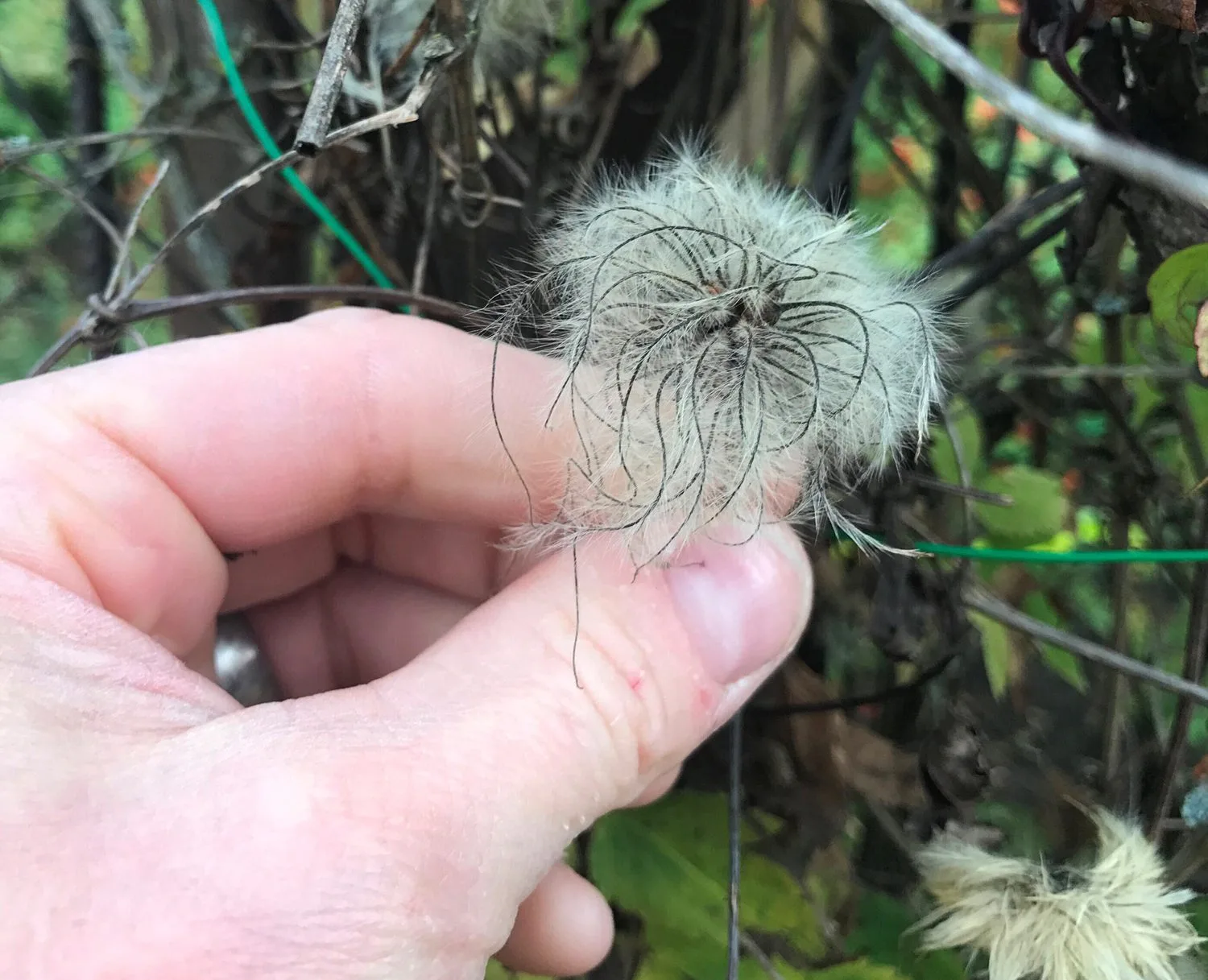 Clematis (Atragene-gruppen) 'Tage Lundell' E - Image 2