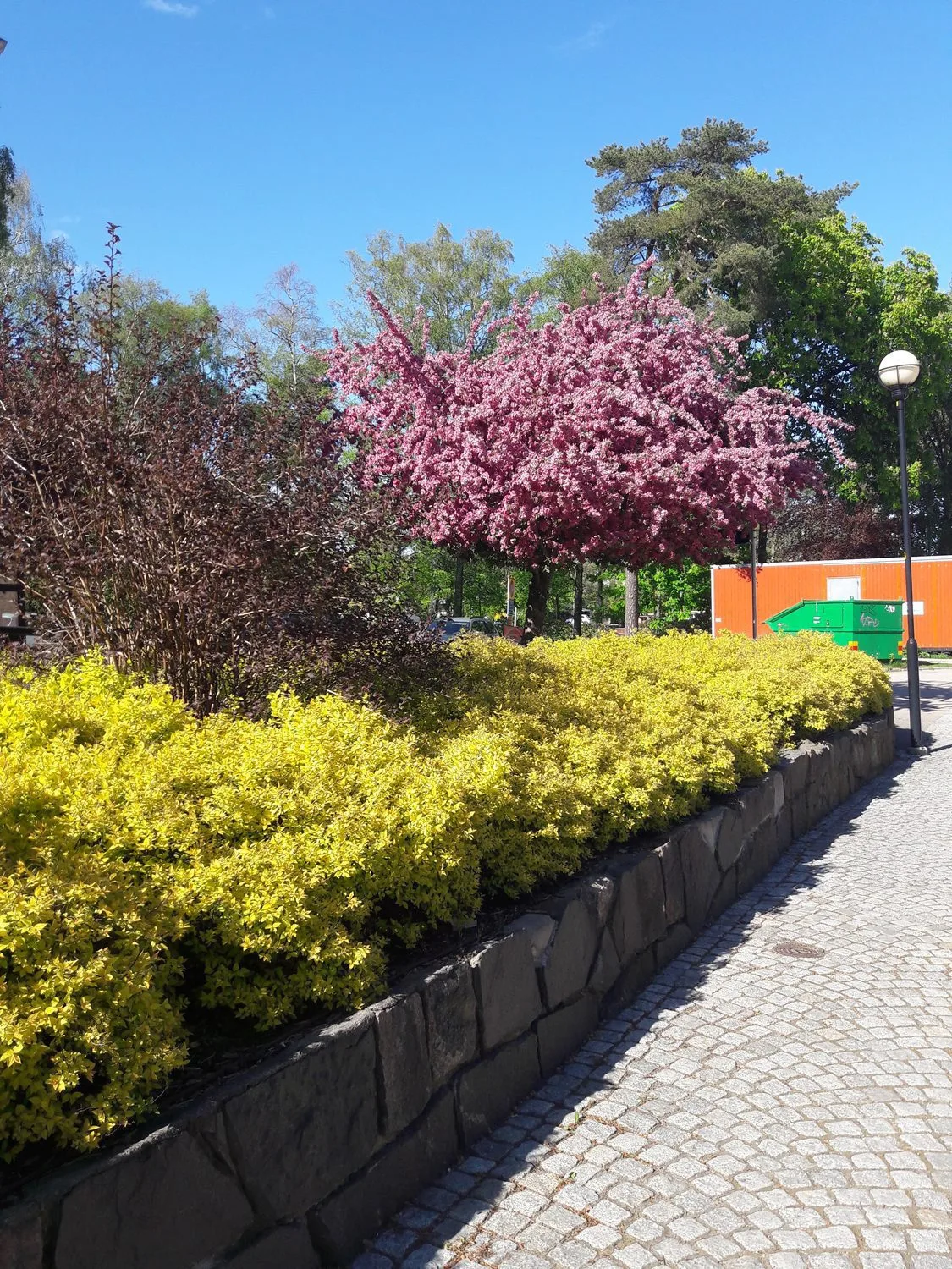 Spiraea japonica 'Goldmound' - Image 2