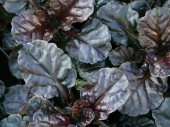 Ajuga reptans 'Black Scallop'