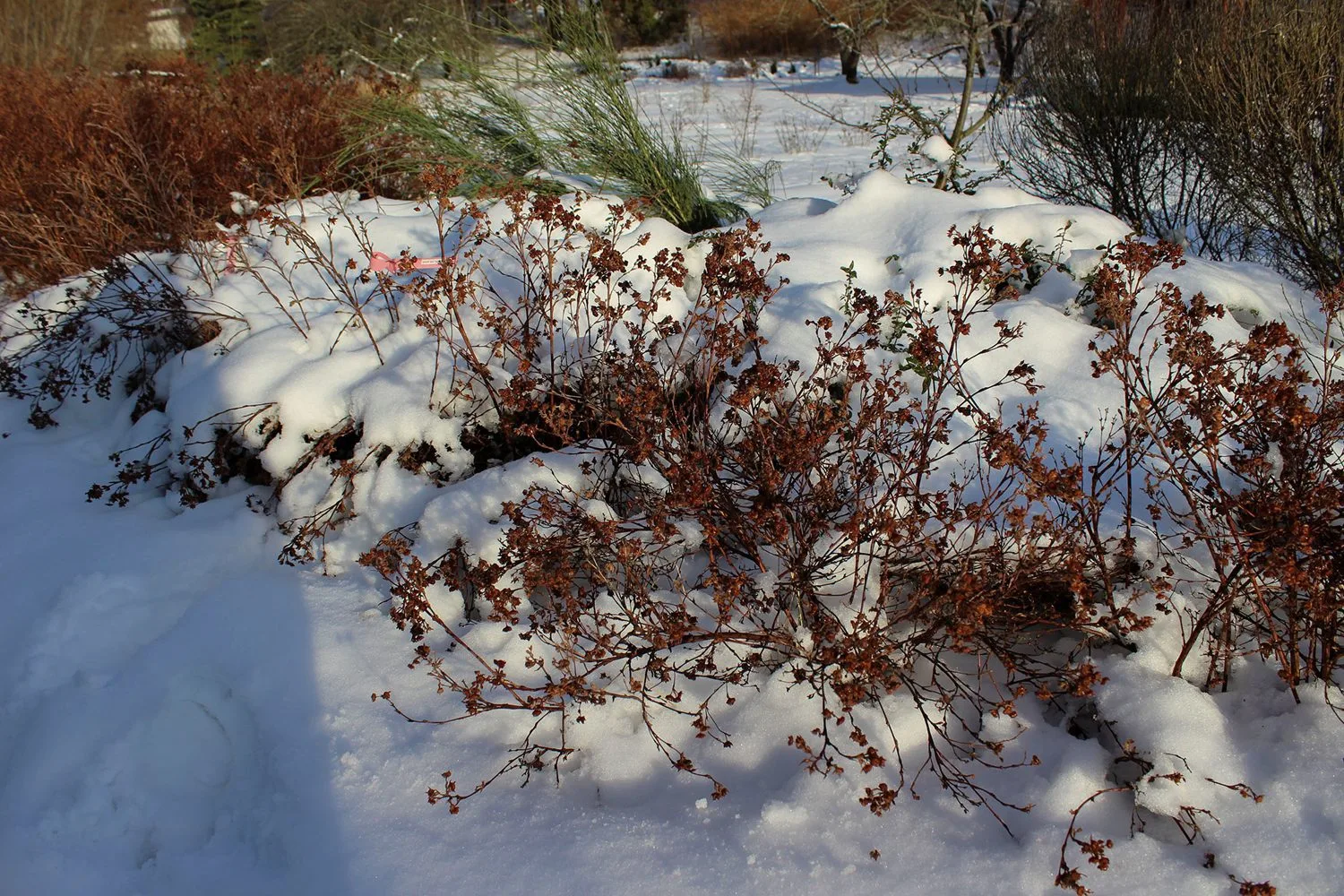 Dasiphora fruticosa 'Longacre' E - Image 5