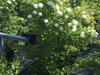 Viburnum opulus 'Strömsund' E
