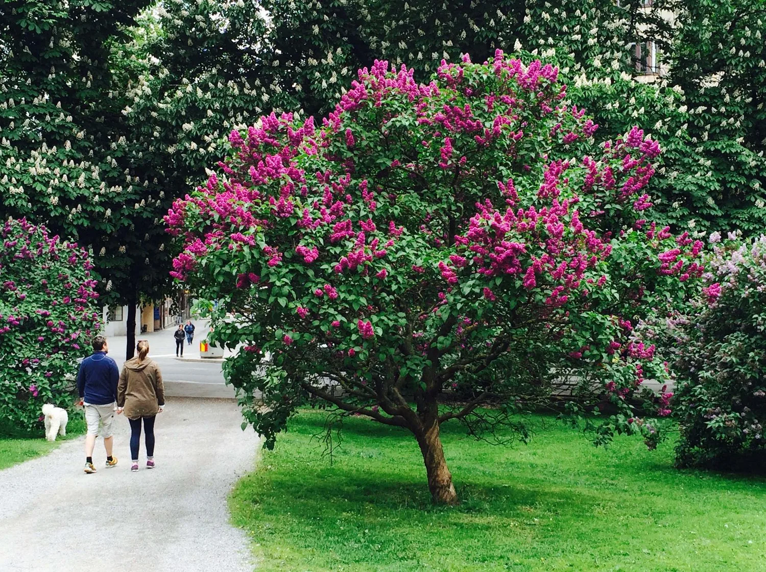 Syringa vulgaris 'Andenken an Ludwig Späth'