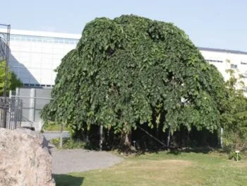 Ulmus glabra 'Camperdownii'
