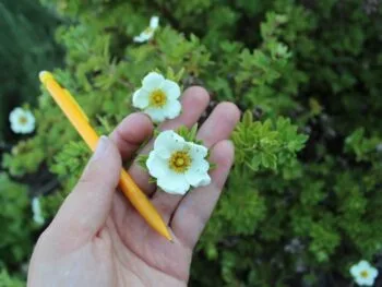 Dasiphora fruticosa 'Tilford Cream'