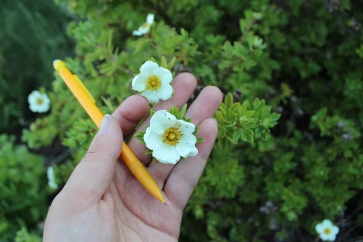 Dasiphora fruticosa 'Tilford Cream'