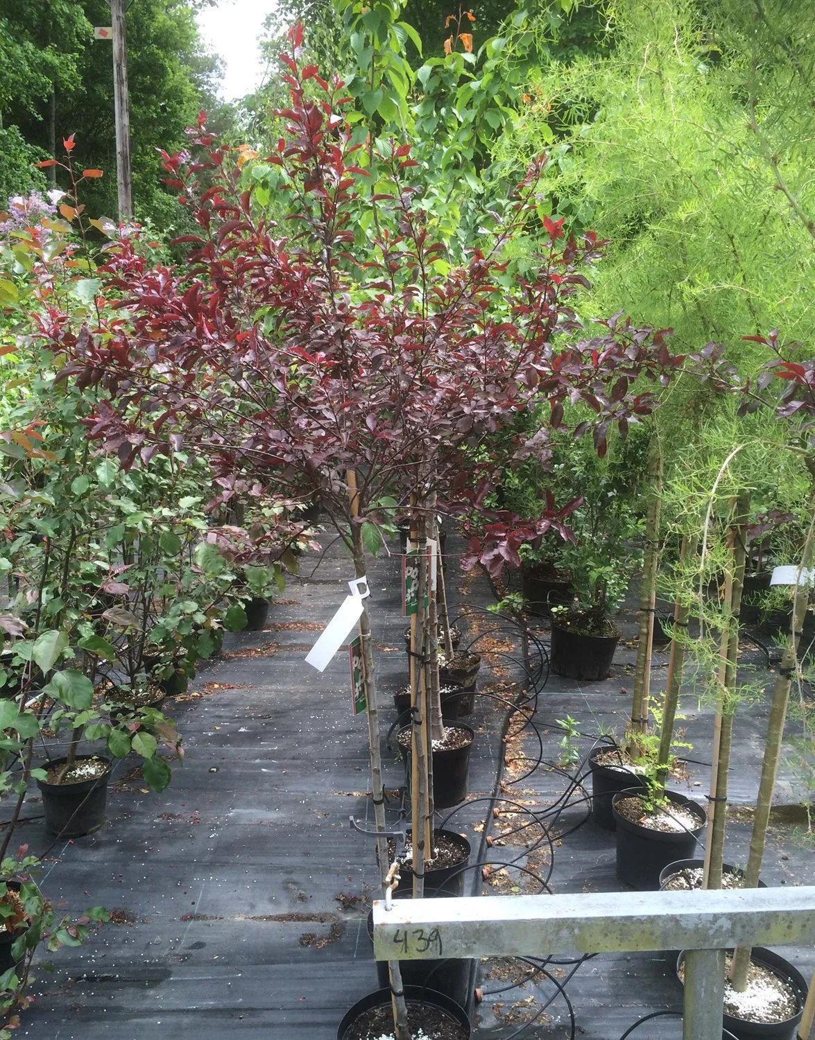 Prunus x cistena - Image 3
