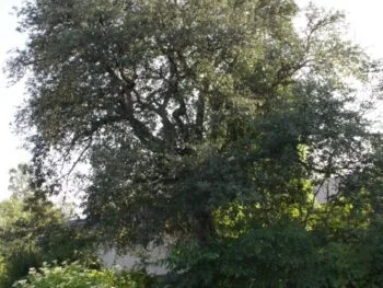 Sorbus intermedia E