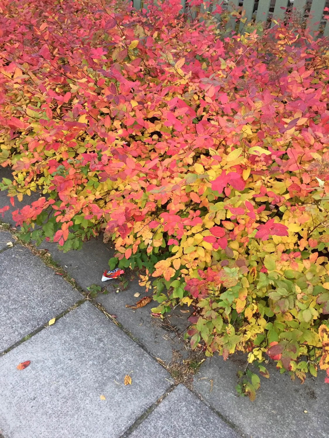 Spiraea japonica 'Odensala' - Image 3