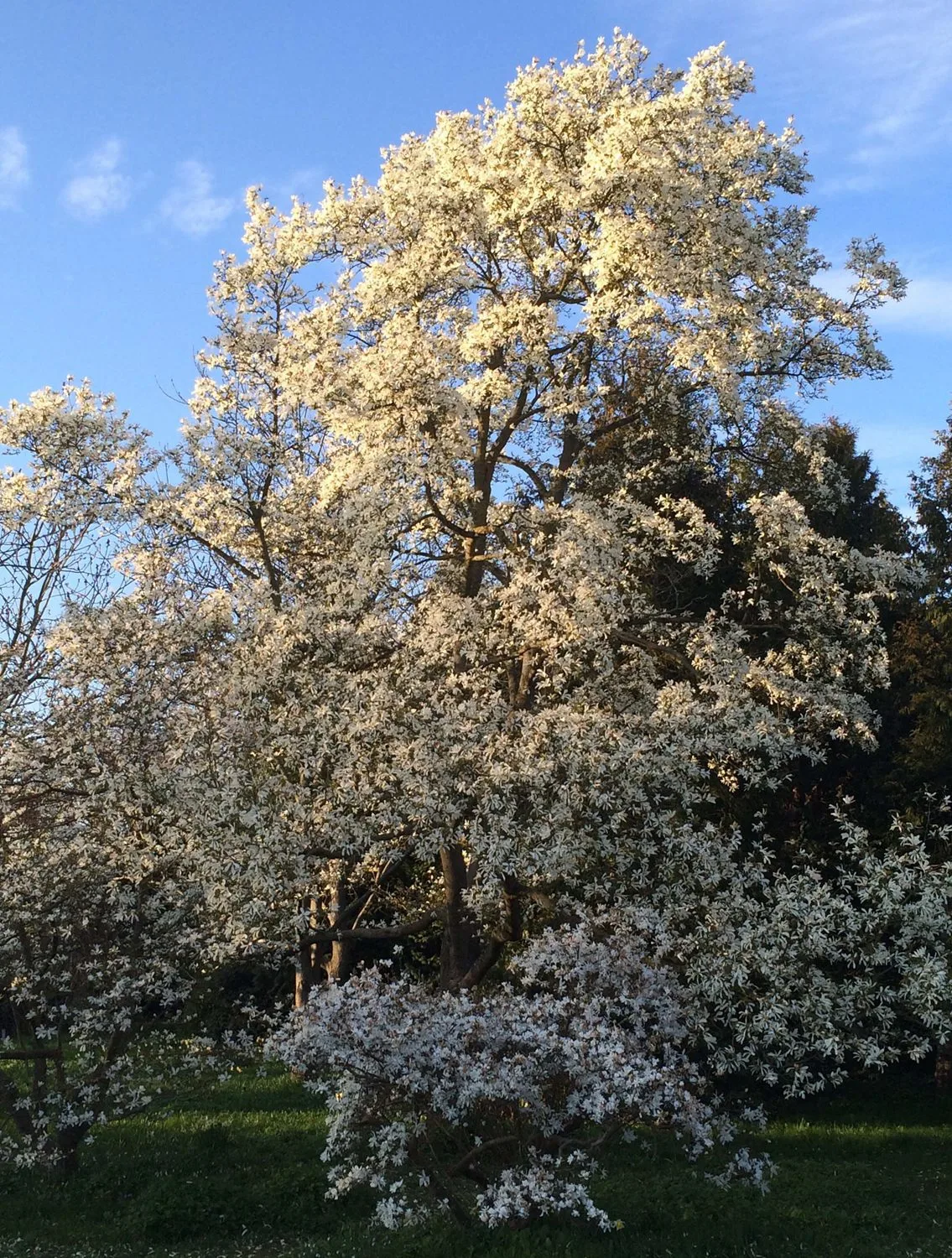 Magnolia kobus - Image 11