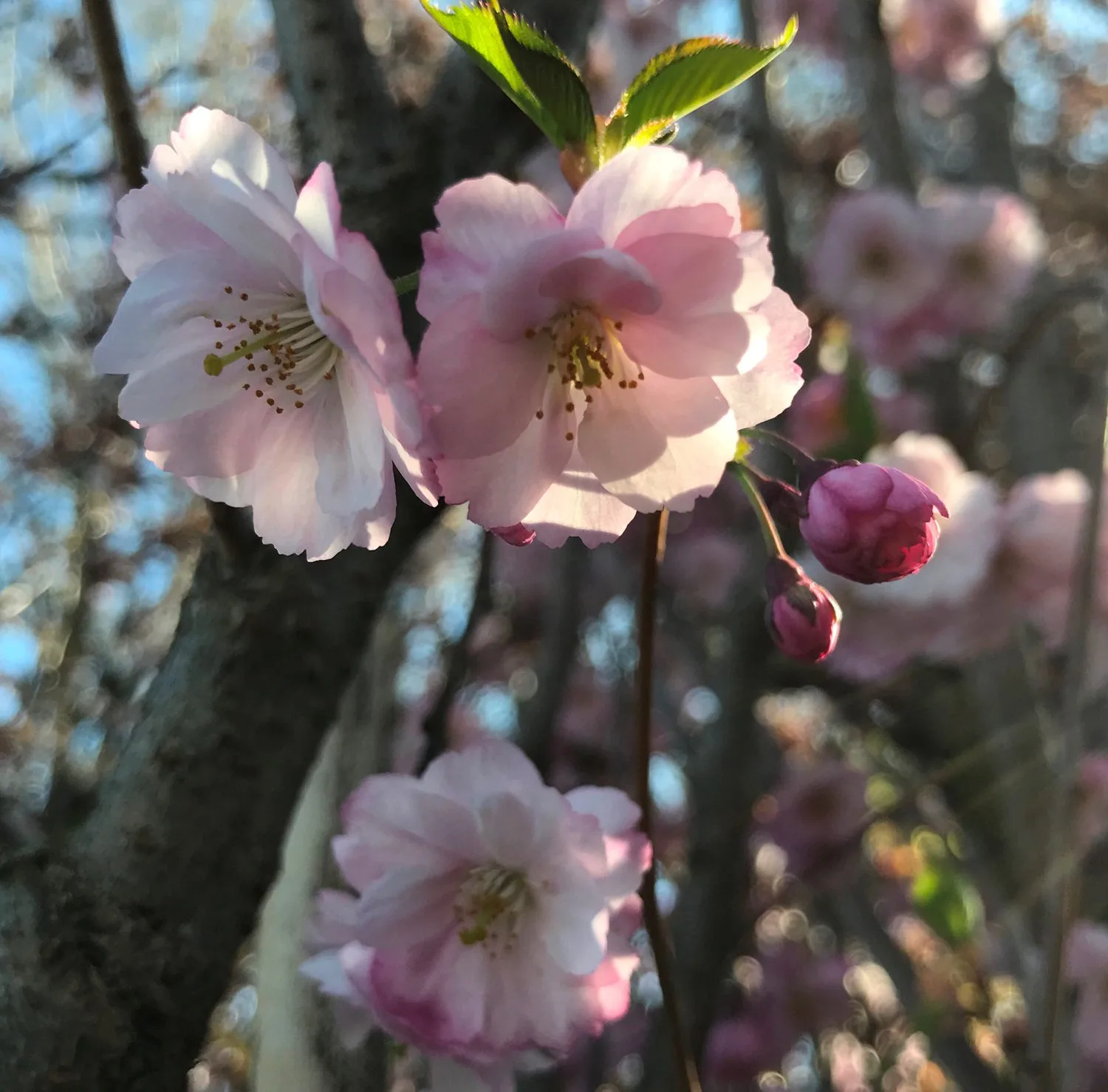 Prunus (Sato-zakura) 'Kanzan' - Image 2