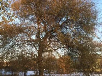 Salix alba 'Öresund'
