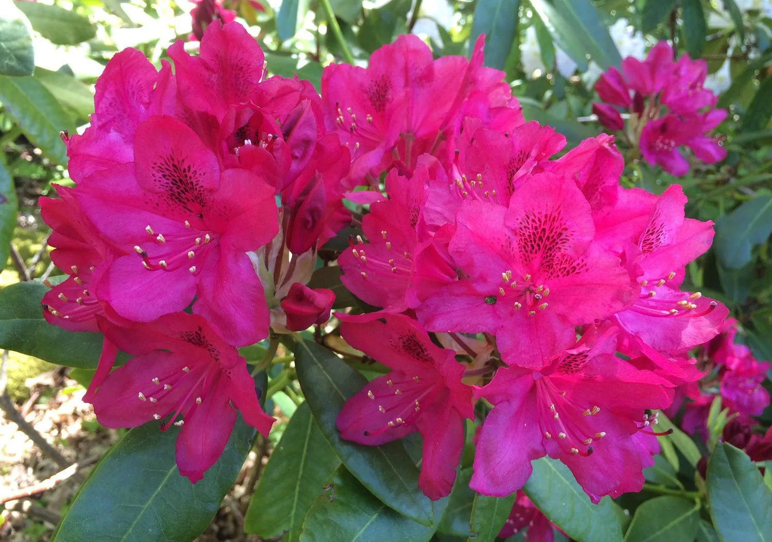 Rhododendron (Catawbiense) 'Nova Zembla' - Image 3