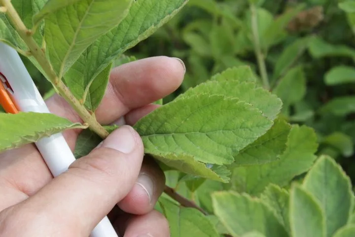Spiraea x billardii - Image 3
