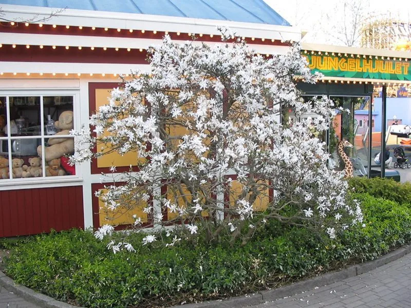 Magnolia stellata - Image 8