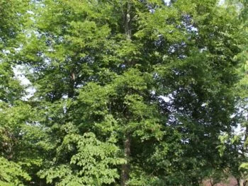 Tilia europea 'Euchlora'